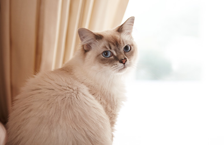 ねこのイメージ写真