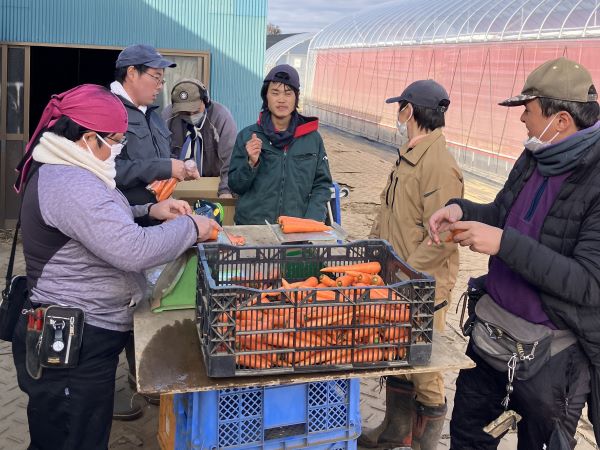 にんじんの出荷調整作業の様子